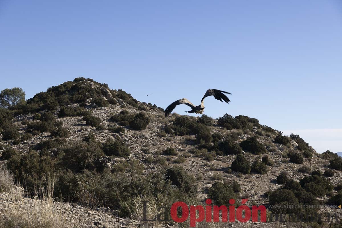 Suelta de dos buitres leonados en la Sierra de Mojantes en Caravaca