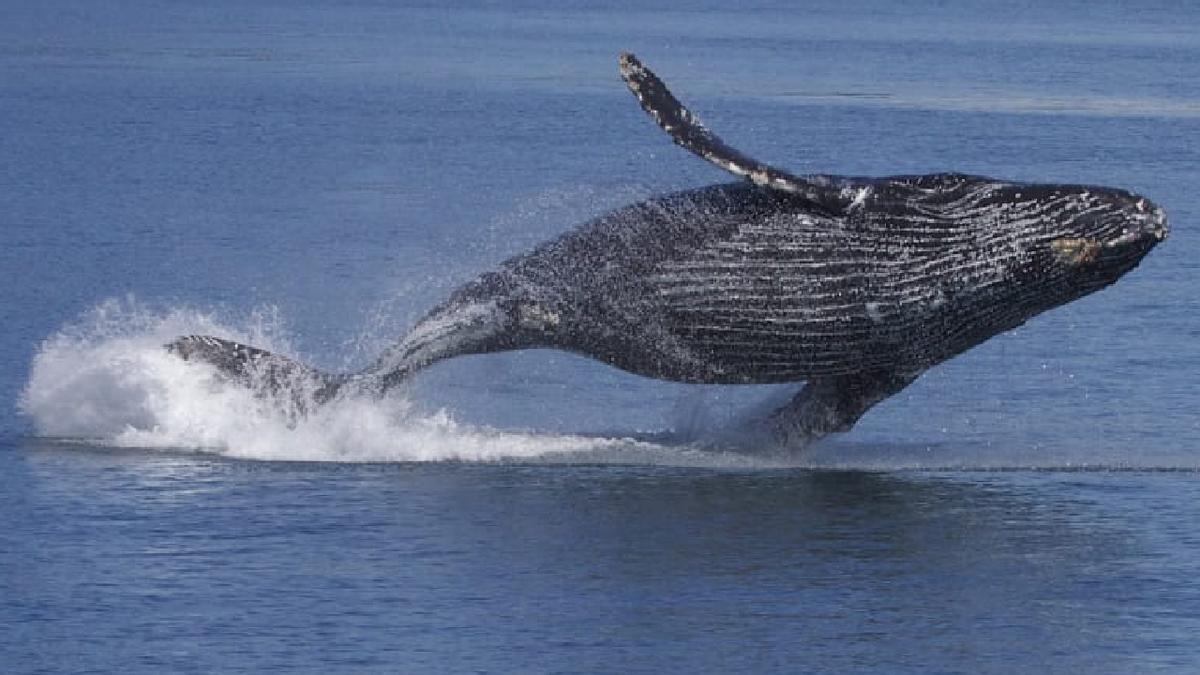 Ballena jorobada