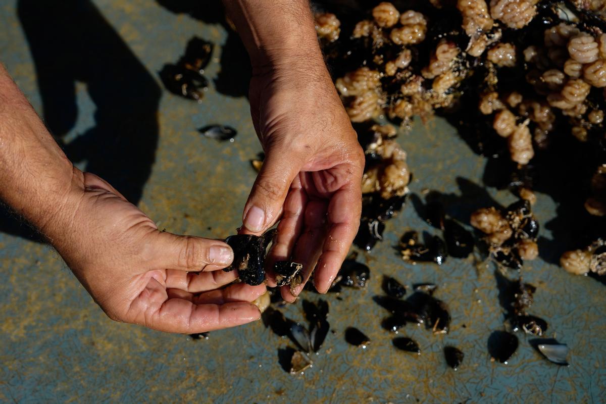 Las altas temperaturas se han cobrado unas víctimas palpables a través del calentamiento del agua: los mejillones del Delta.