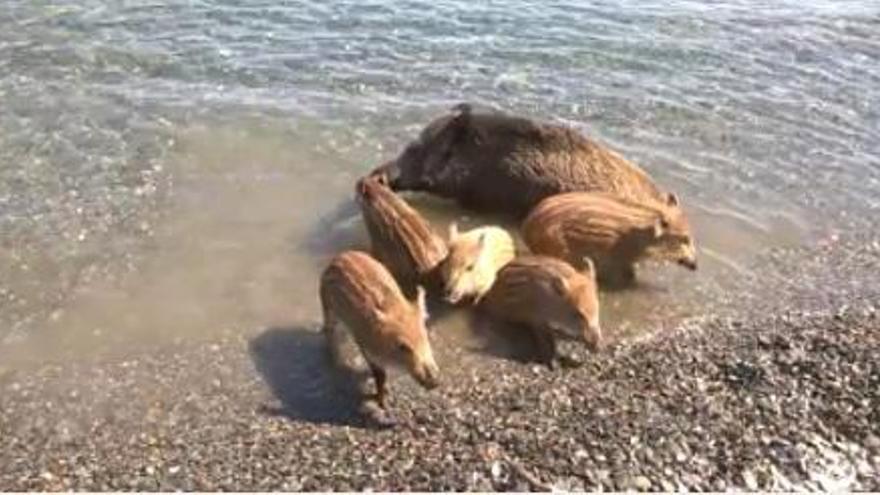 Una família de senglars es refresca a la platja