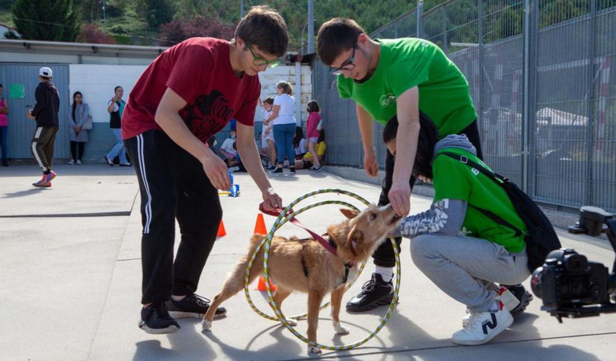 “No nos quiten la terapia con perros”