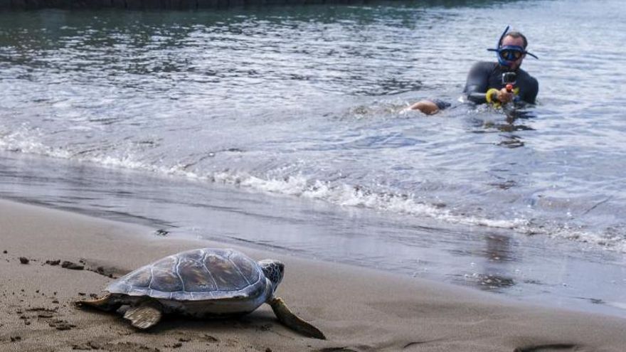 Rescatada en Irlanda y liberada en Canarias: la tortuga verde que cruzó el cielo para volver al mar