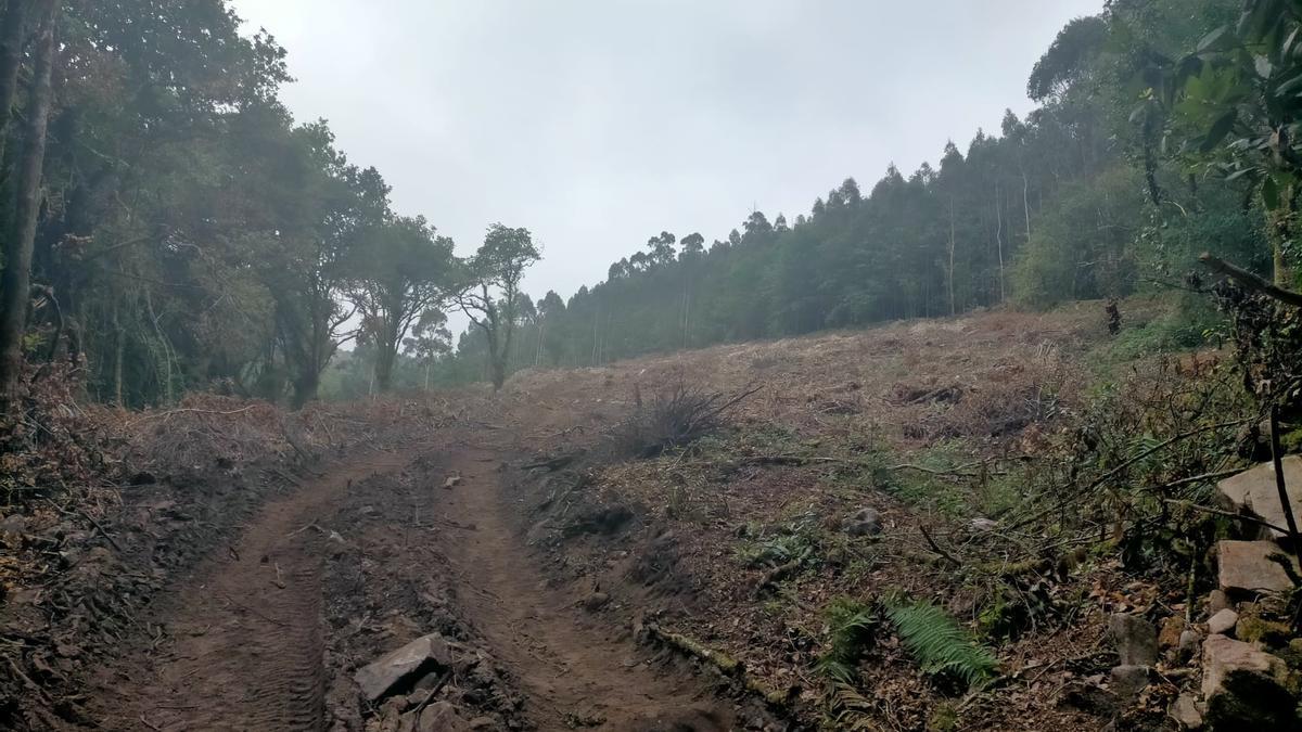 Denuncian una tala ilegal de árboles en la parroquia estradense de Olives