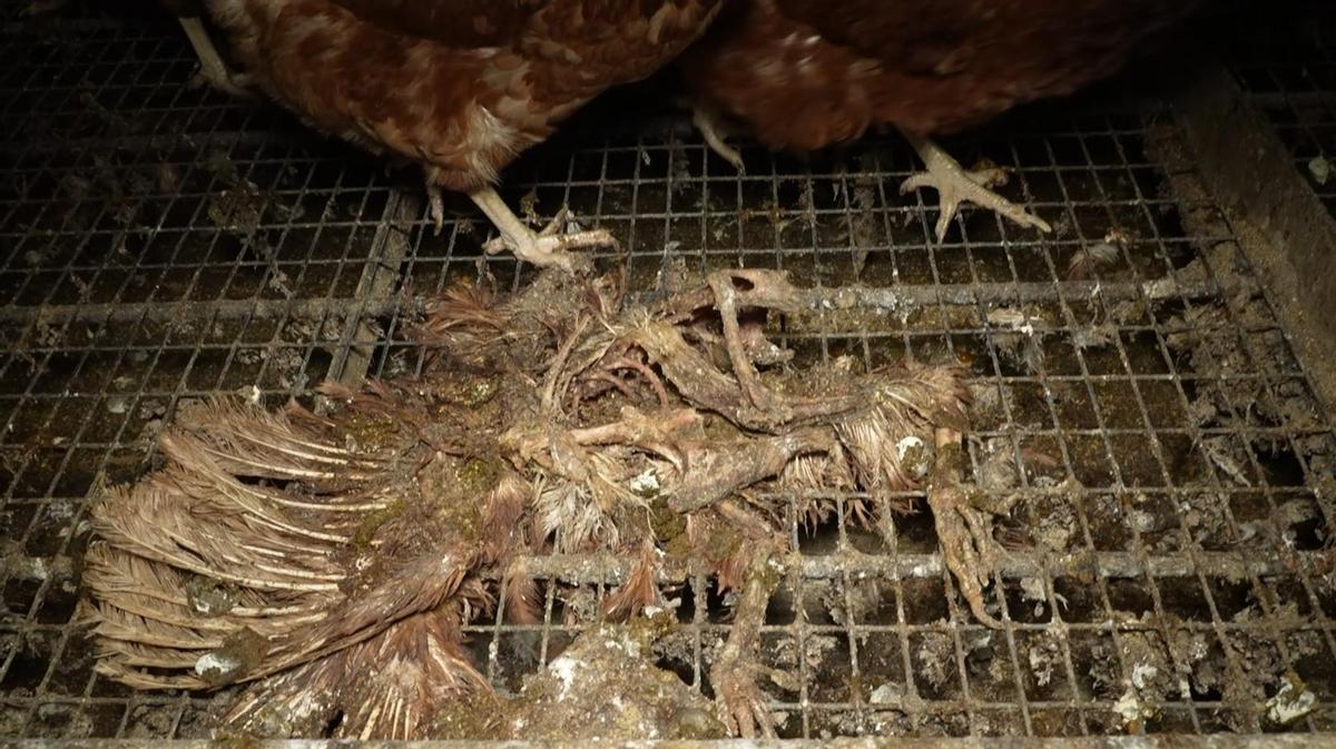 Entidades ecologistas denuncian la presencia de ratas, cadáveres y suciedad extrema en la polémica granja avícola de Llucmajor
