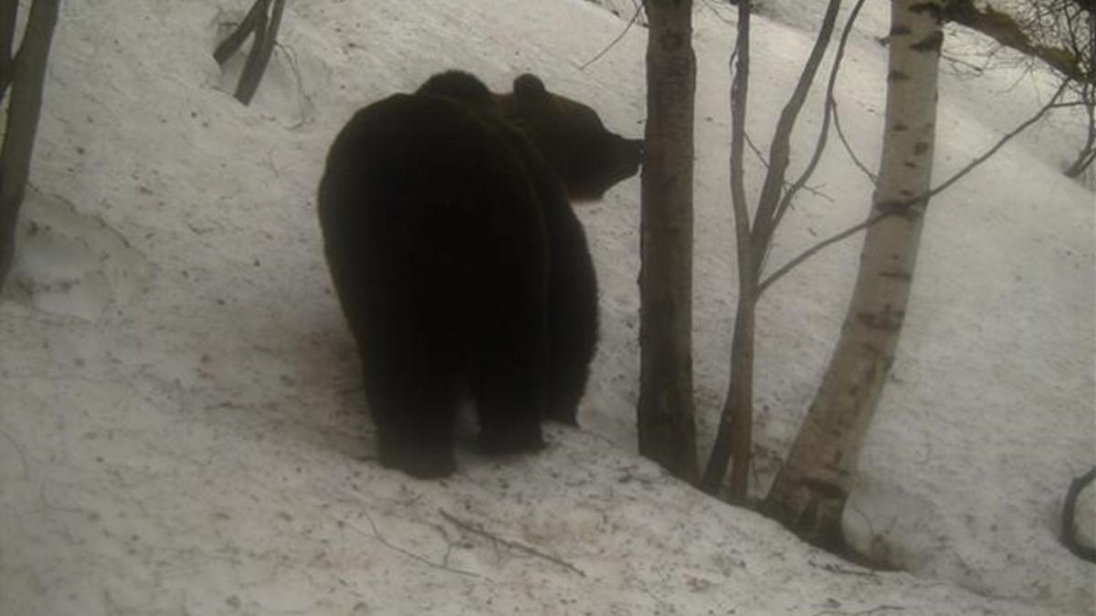 Los osos del Pirineu despiertan de la hivernación.
