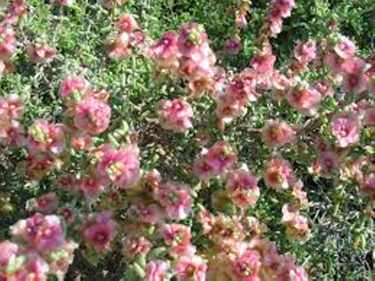 Especie de salsola, planta que causa muchas alergias en la provincia
