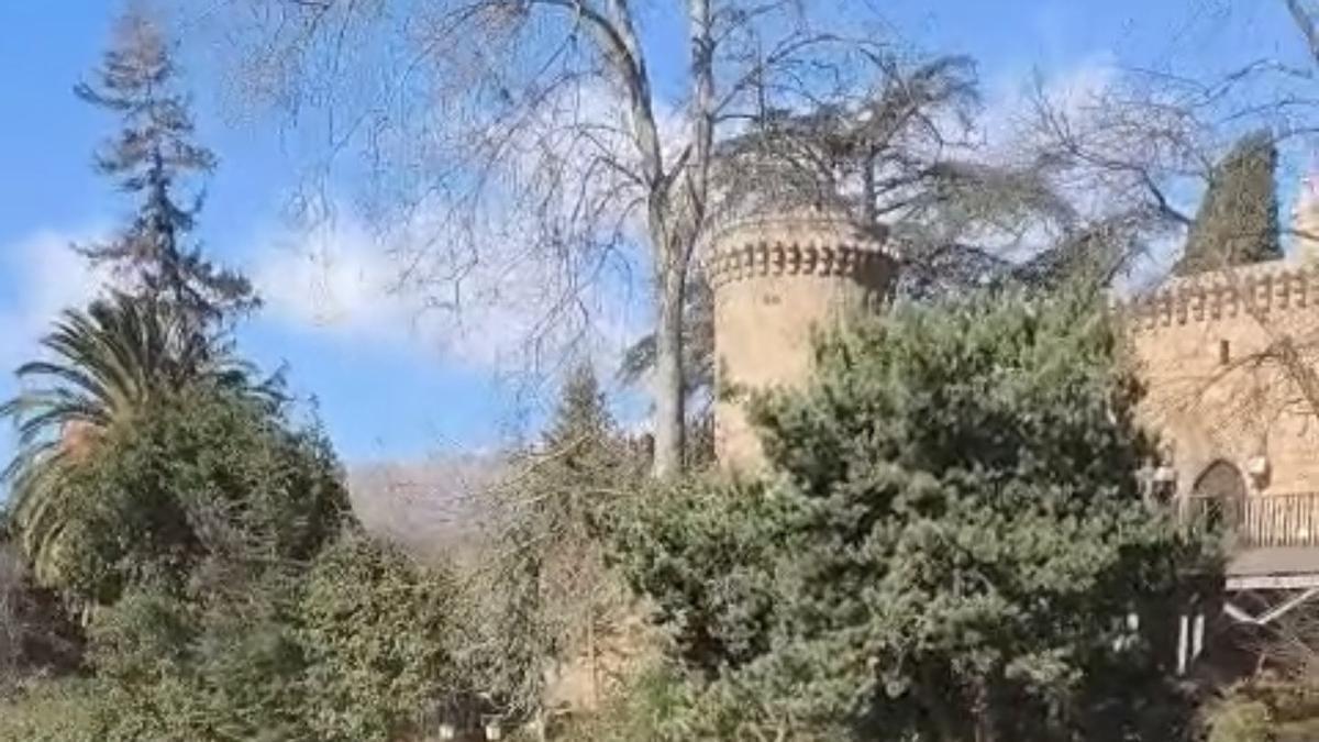 Vídeo | Caída de un gran árbol en Jarandilla de la Vera
