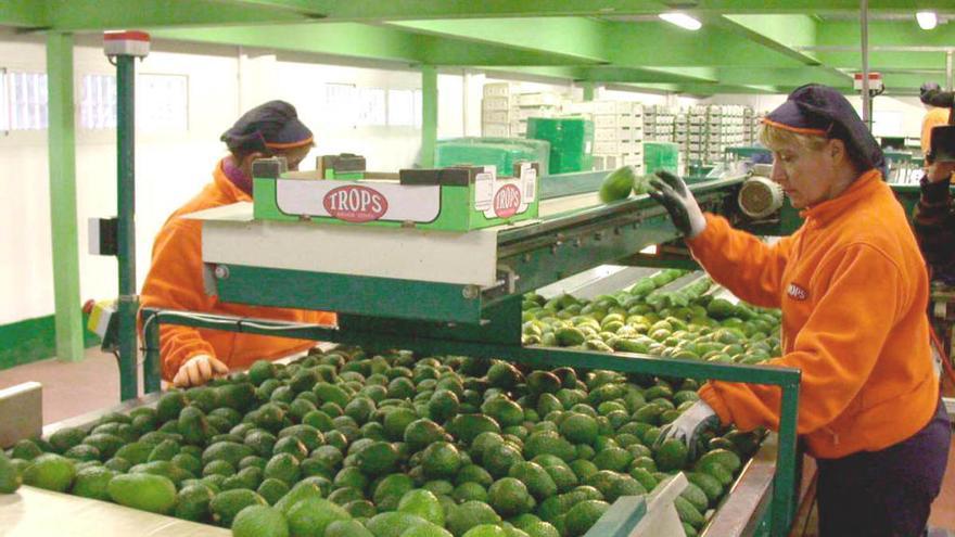 Planta de aguacates en la Axarquía.