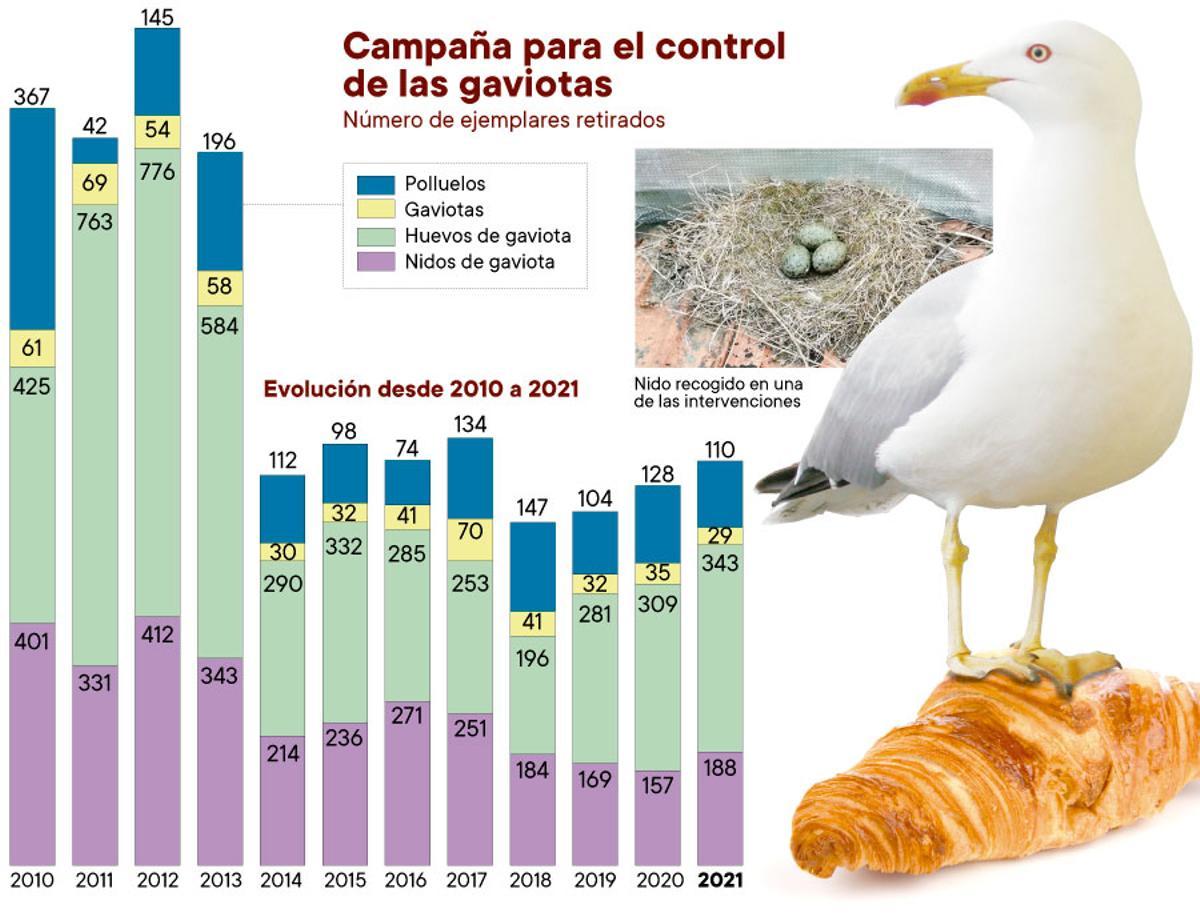 Campaña para el control de las gaviotas