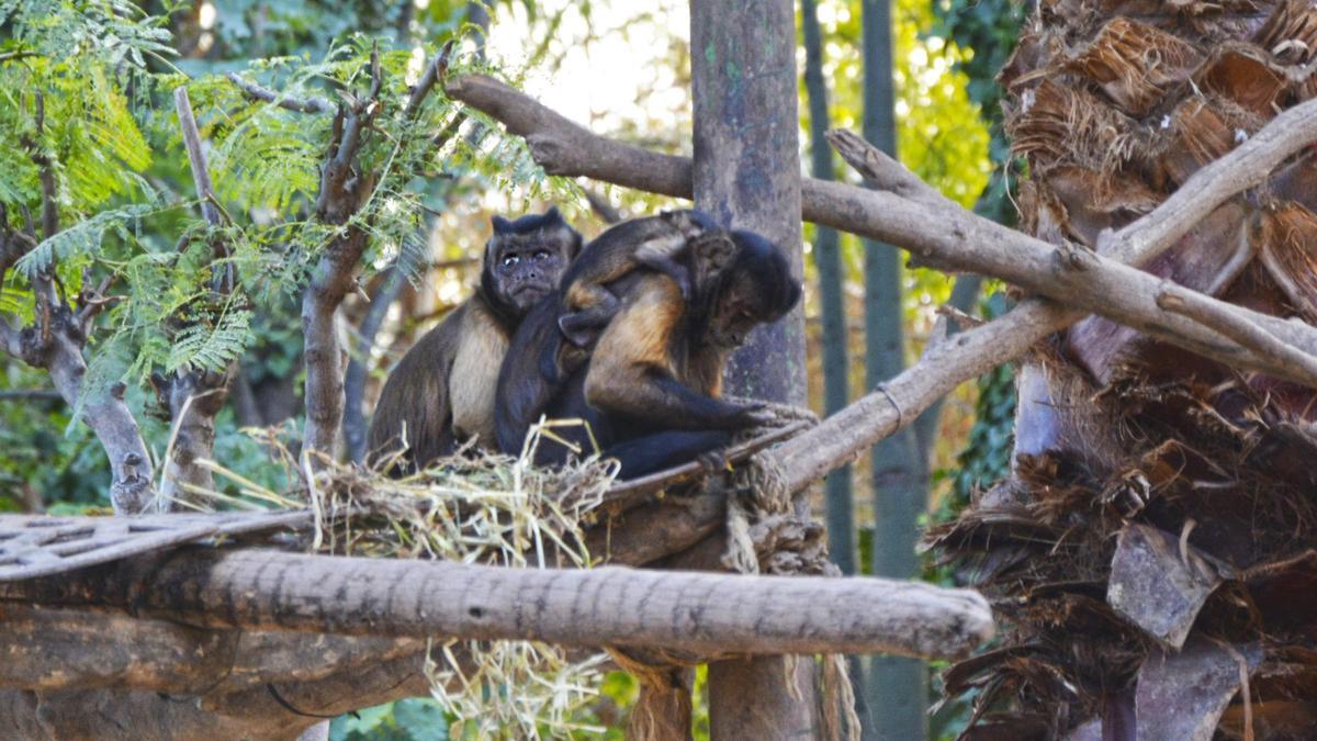 Nace una cría de mono capuchino en Terra Natura Benidorm.