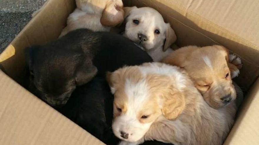 Los perritos fueron abandonados en una caja pequeña. //