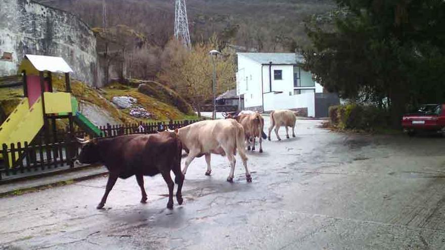 Un grupo de vacas camina por las inmediaciones del parque infantil de Ribadelago.