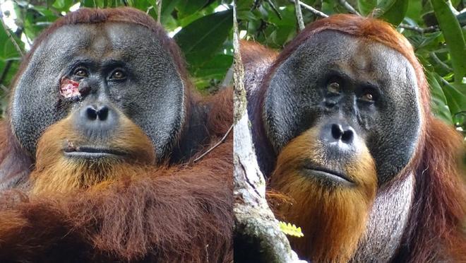 A la izquierda, Rakus con una herida en la mejilla. A la derecha, el orangután con la úlcera curada tras aplicar un remedio natural.