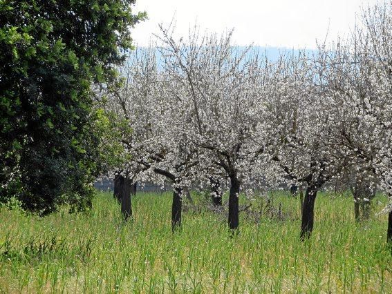 Mandelblüte auf Mallorca