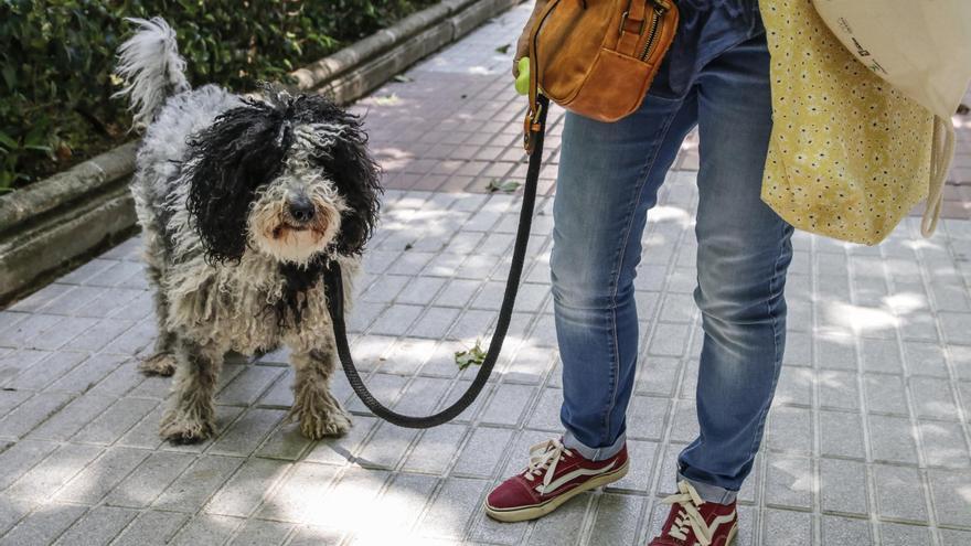 Alertan de la presencia de veneno y trampas para perros en Cáceres