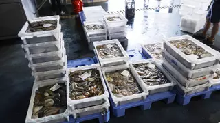 Intervienen 116 kilos de pulpo ilegal al patrón mayor de Portonovo