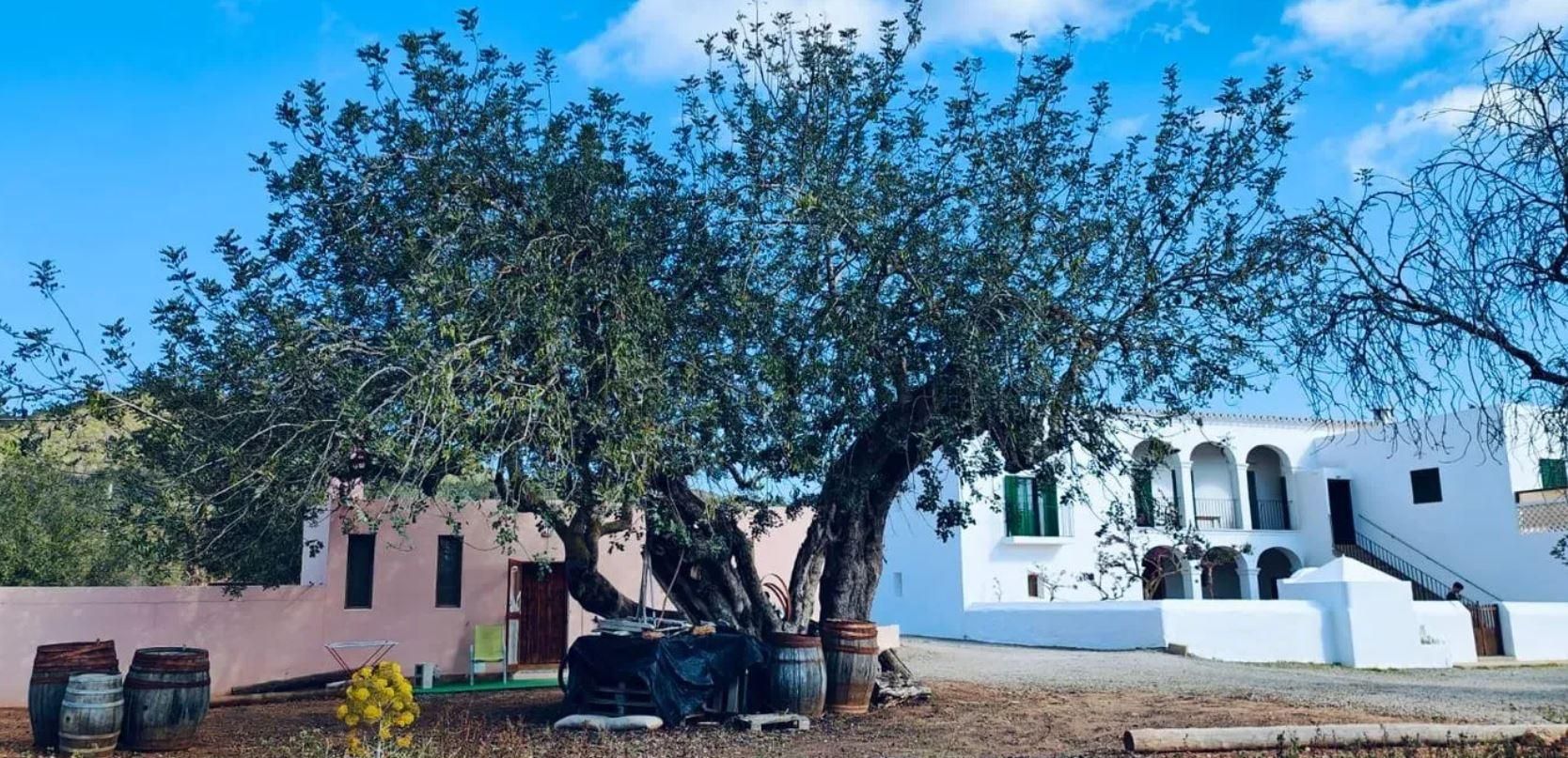 Una finca rústica para restaurar como un agroturismo por nueve millones de euros en Ibiza