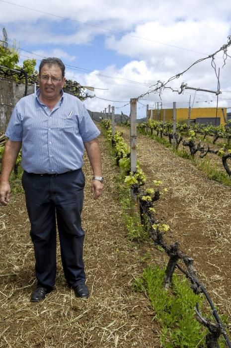 REPORTAJE BODEGA LA MONTAÑA