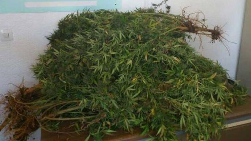 La Policía detiene a tres personas e interviene 11,6 kilos de marihuana