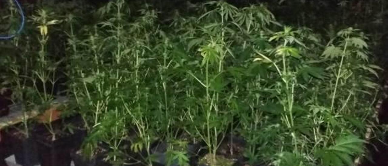 Desmantelan en Beniparrell una plantación de marihuana con más de mil ejemplares
