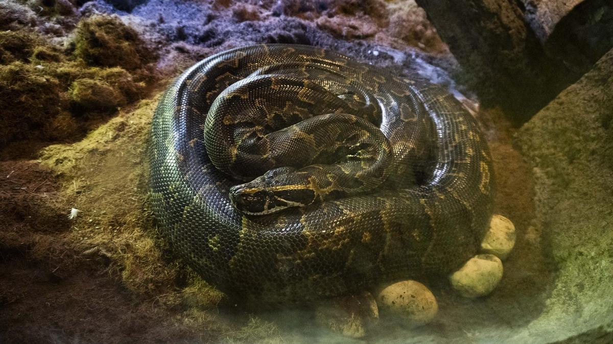 Pitón de Seba en Bioparc Valencia