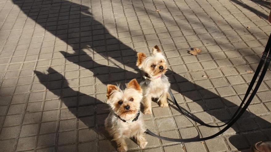 Adiós a los perros atados en la calle: la Ley de Bienestar Animal impone multas de hasta 10.000 euros