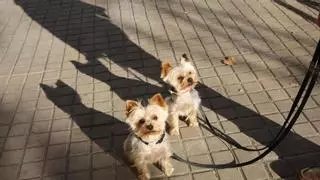 Adiós a los perros atados en la calle: la Ley de Bienestar Animal impone multas de hasta 10.000 euros