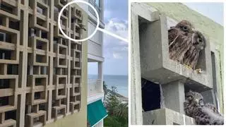 Vecinos inesperados junto al mar en Benicàssim: “No sabemos si es seguro dormir con la ventana abierta”
