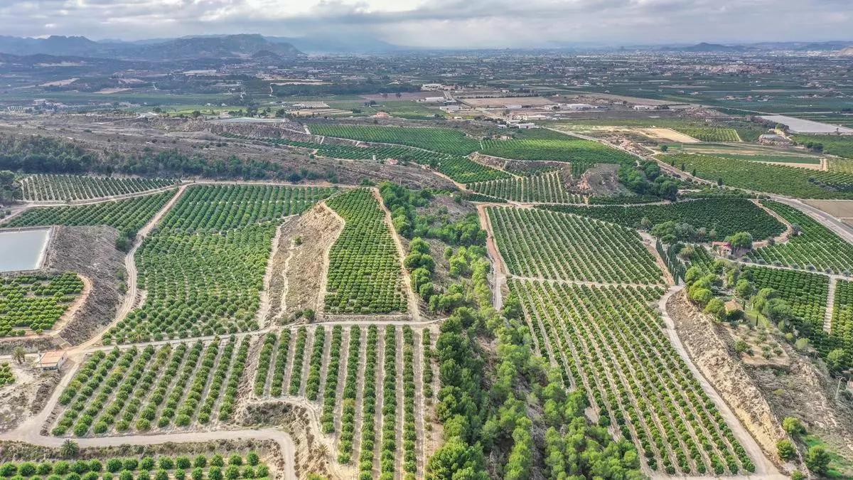 Vista aérea de la zona agrícola de Vistabella-Jacarilla