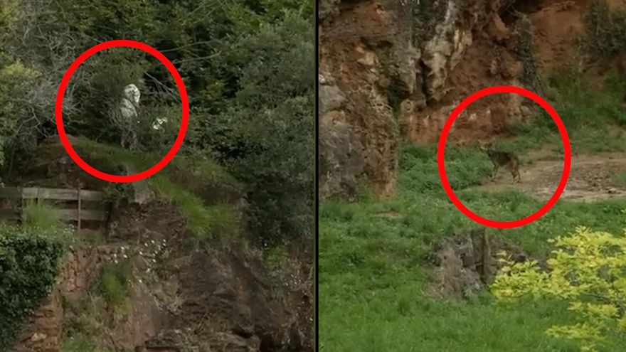 Una familia se juega la vida al colarse en el recinto de los lobos de Cabárceno