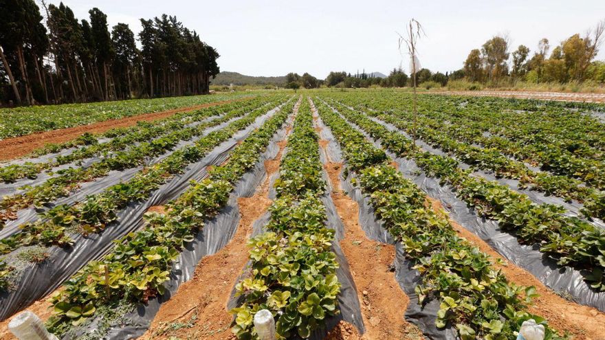 Profesionales más jóvenes y formados en el sector agrícola en Ibiza