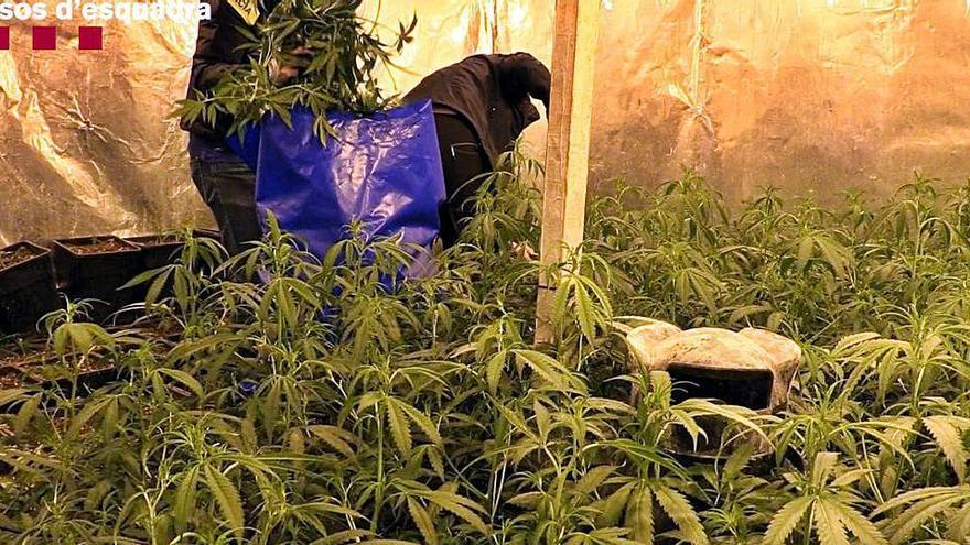 Plantes de marihuana a l&#039;interior d&#039;una de les naus localitzades durant l&#039;operatiu