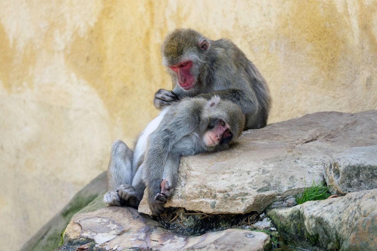 Un macaco japonés acicala a otro.