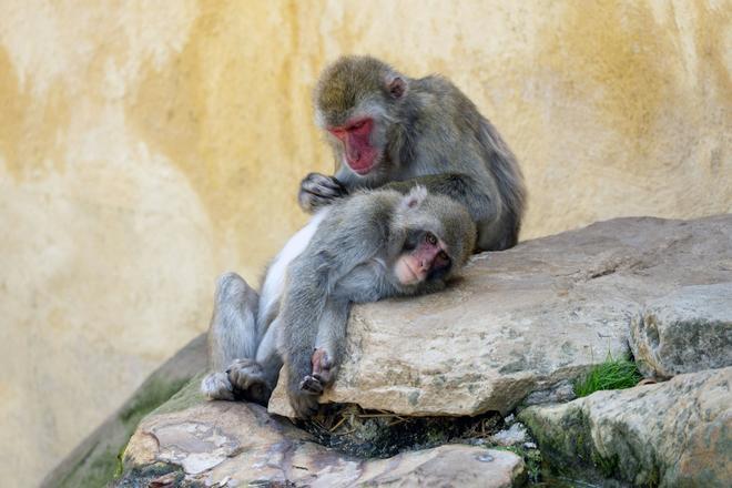 Los humanos tenemos el mismo "reloj del envejecimiento" que ratas y macacos: el hallazgo abre puertas a alargar la vida    El hallazgo de "relojes del envejecimiento" universales en los mamíferos abre nuevas puertas para alargar la vida