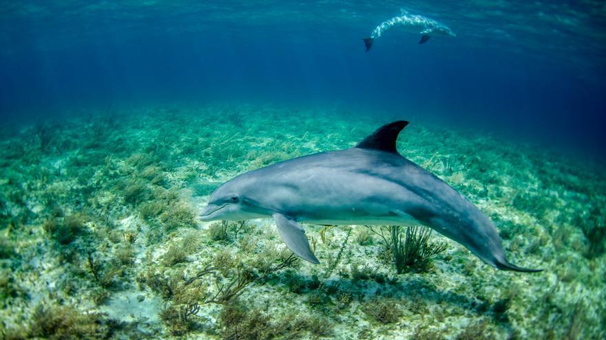 Así es como los delfines se automedican