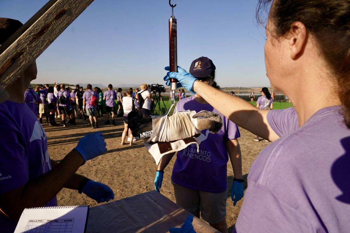 Mas de 400 voluntarios asisten al anillamiento de pollos de flamencos en la Laguna de Fuente de Piedra