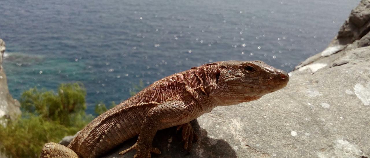 Un ejemplar de lagarto gigante de Tenerife, en la zona de Guaza