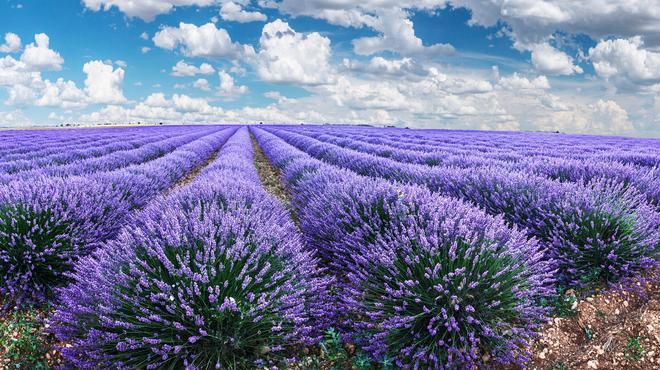 Los Campos de Lavanda de Brihuega se pueden conocer en la Ruta de Castilla - La Mancha Eterna