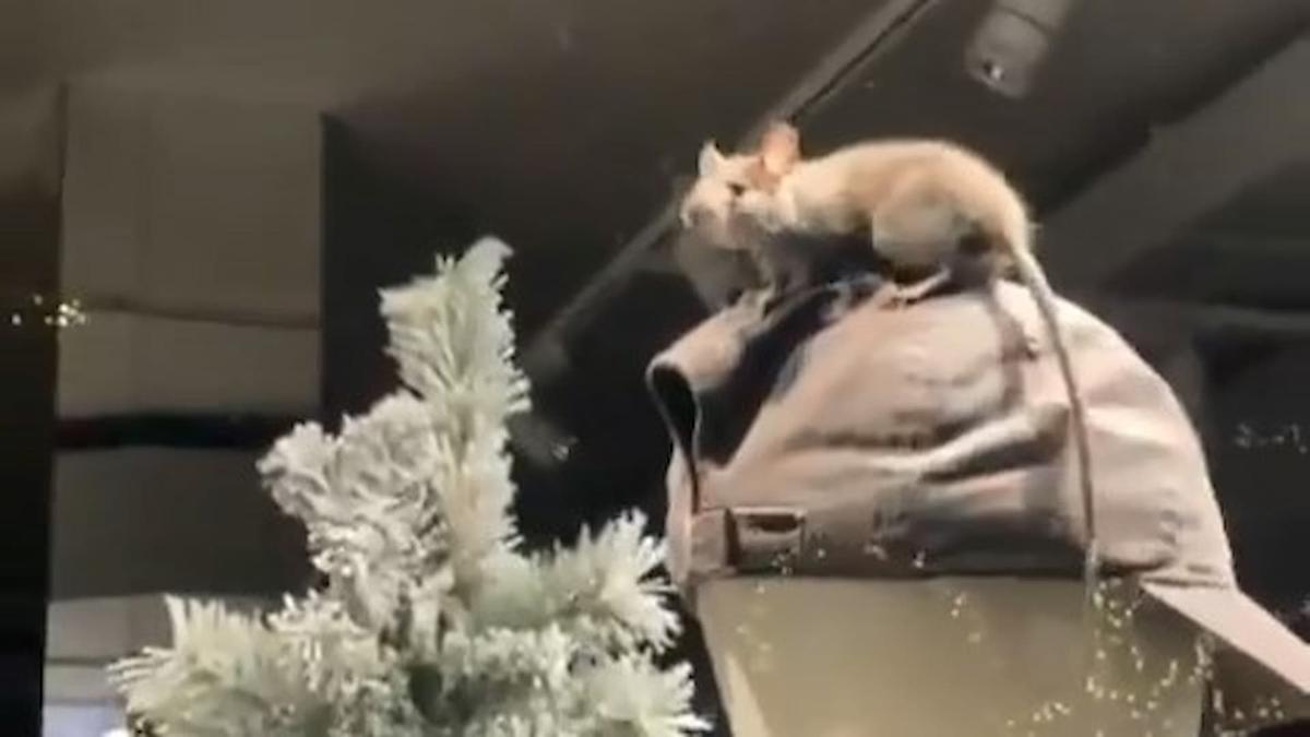 Ratas dentro de comercios en Mesa y López