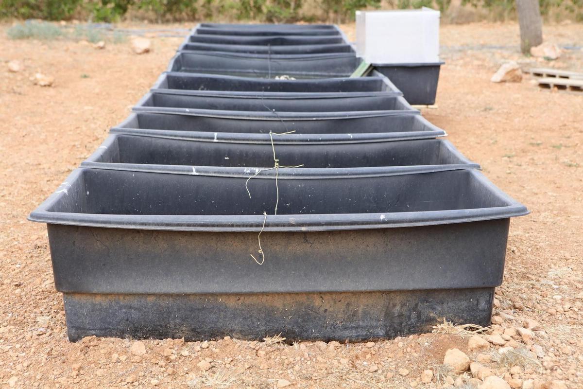 Juzgan a una pareja por tener en Mallorca el mayor criadero ilegal de tortugas de Europa