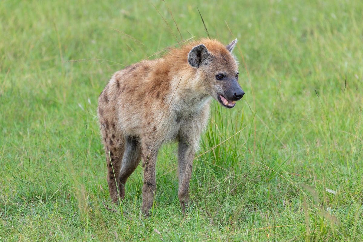 Hiena manchada (Crocuta crocuta), en la reserva natural Masái Mara, en Kenia, 2024.
