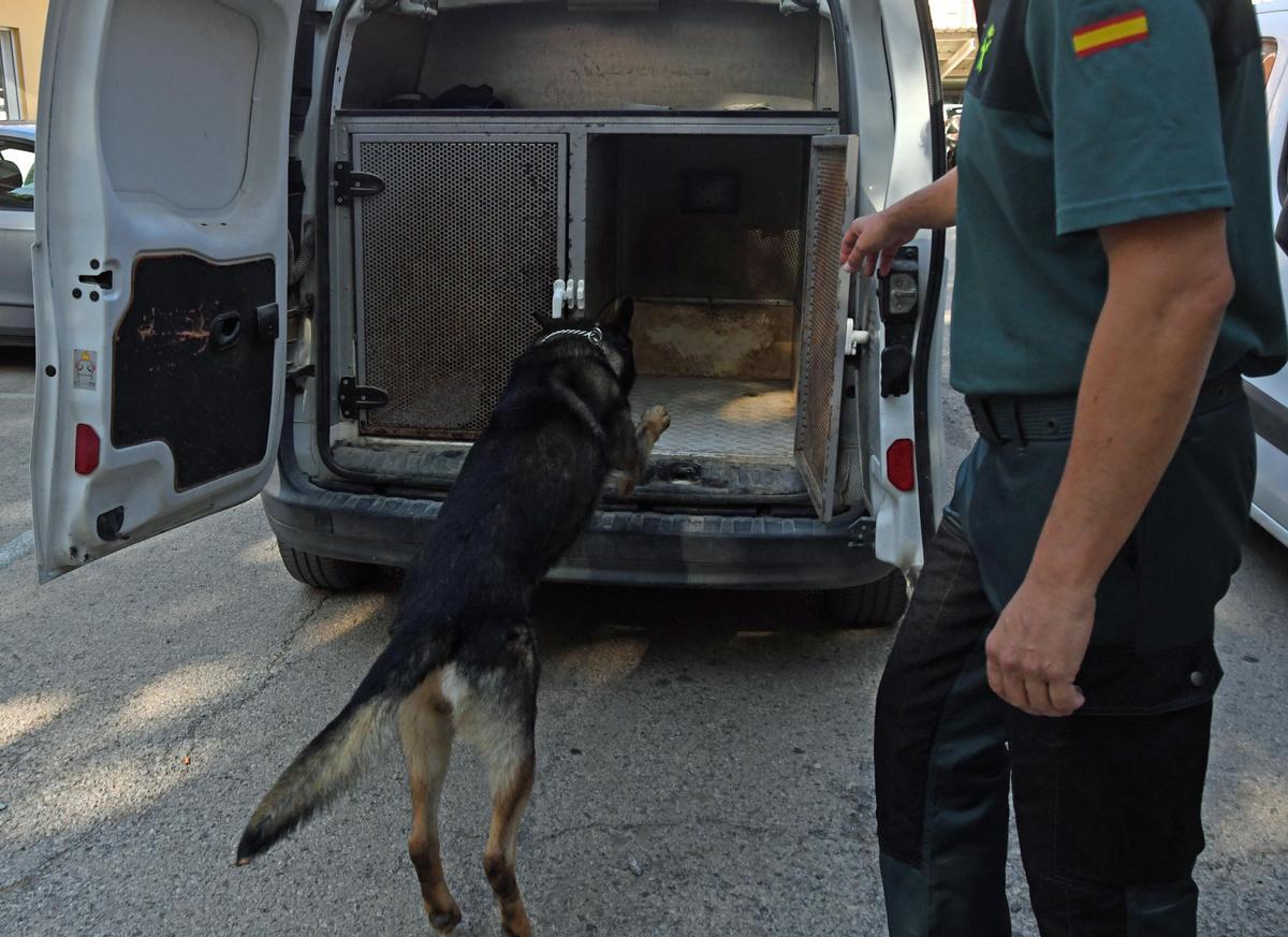 Los inteligentes canes, junto a unos de sus guías humanos, reciben a LA OPINIÓN en la Comandancia.