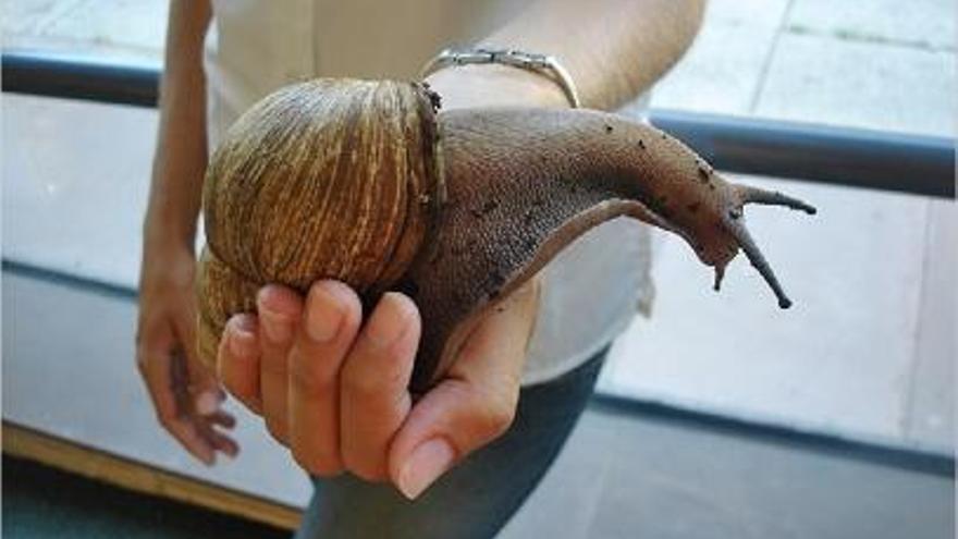 Un caracol africano como los intervenidos por el Seprona.