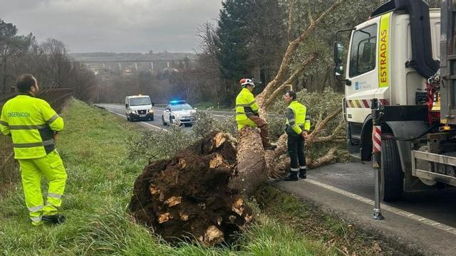 Retiran un árbol caído en Soutolongo | EMERXENCIAS LALÍN
