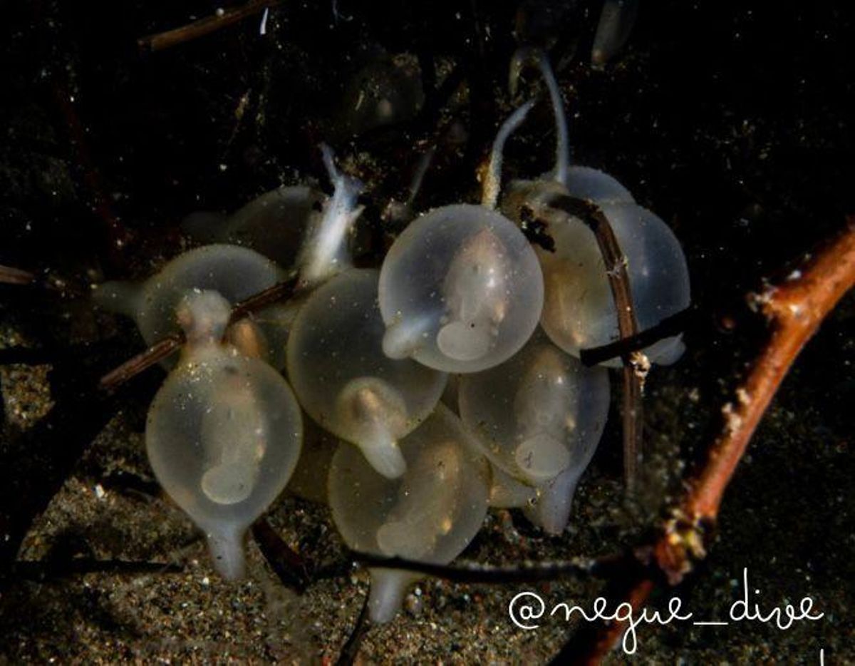 Ous de cavallets de mar a les sepieres.