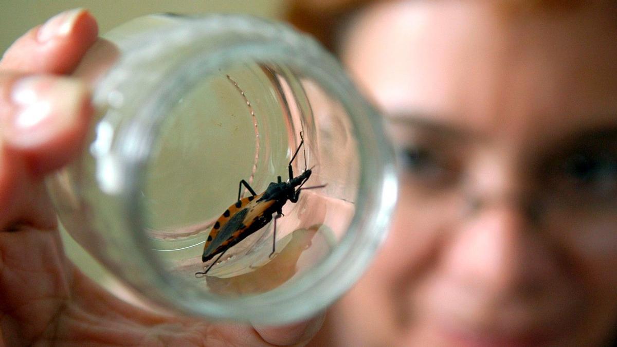 Ejemplar de la chinche picuda, animal transmisor del mal de Chagas.