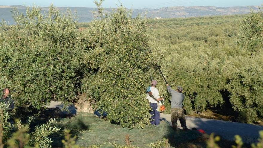 La Consejería de Agricultura prevé 263.000 toneladas de aceite en Córdoba