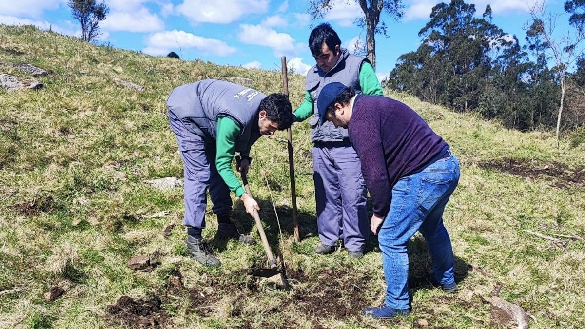 O alumnado do obradoiro de emprego Tahume impulsa a formación forestal coa poda de frondosas en Baroña