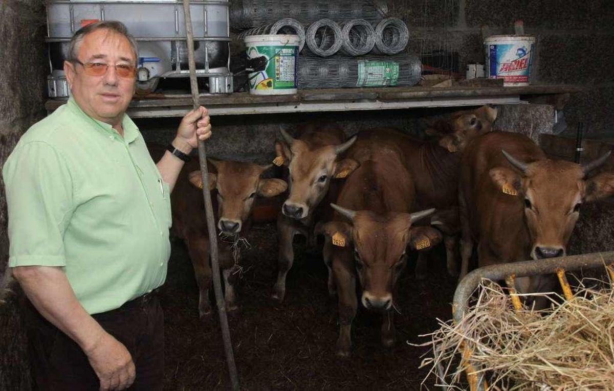 Sacrifican dos terneros de 140 kilos para exaltar la carne de vaca cachena grovense