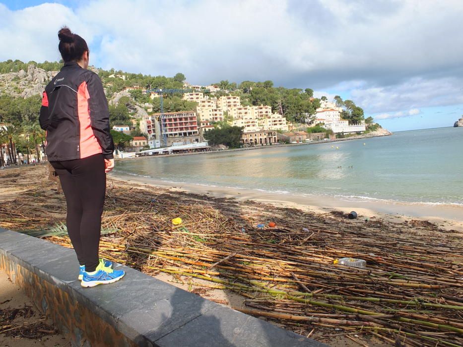 Indignación en Sóller al quedar la playa cubierta por cañas taladas por el Govern